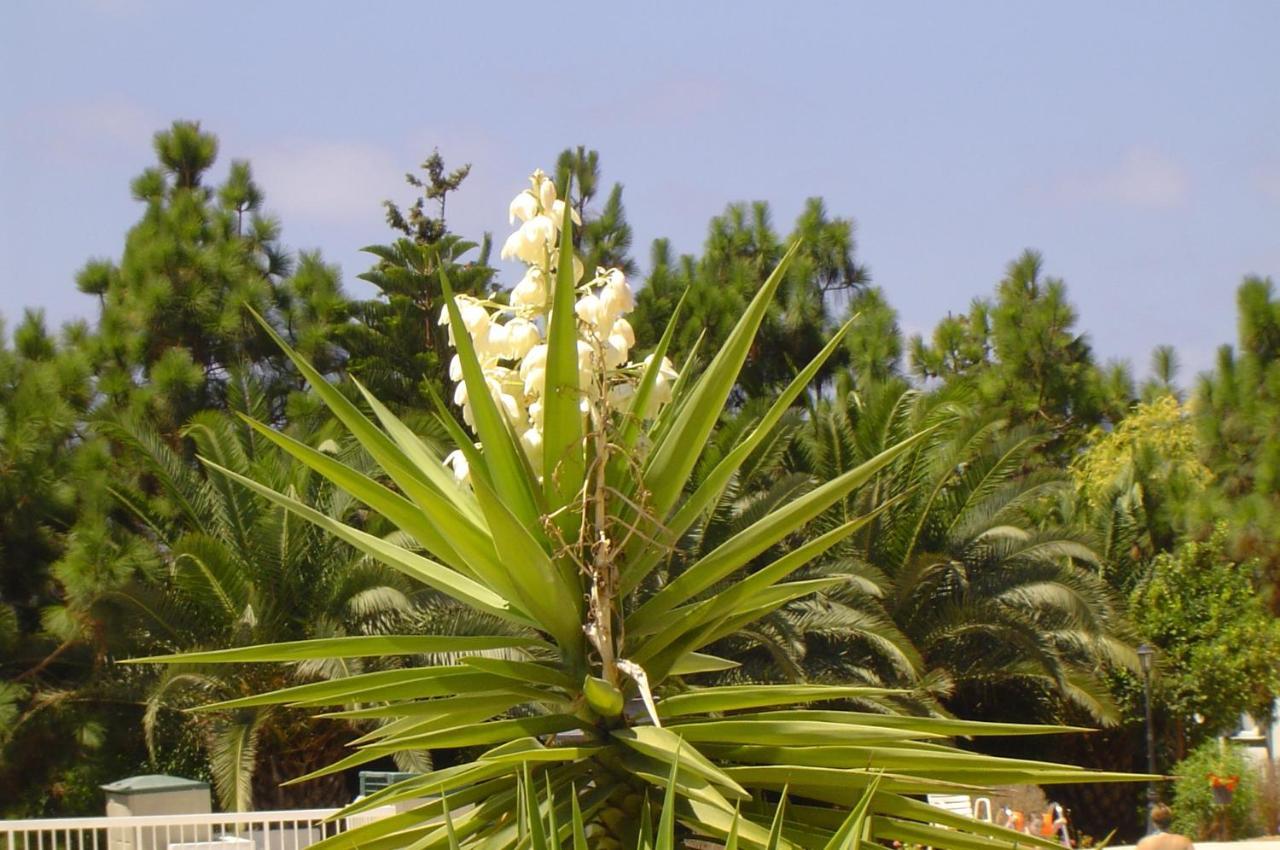 Ikaria Village Maisonette 10 Klorakas Buitenkant foto
